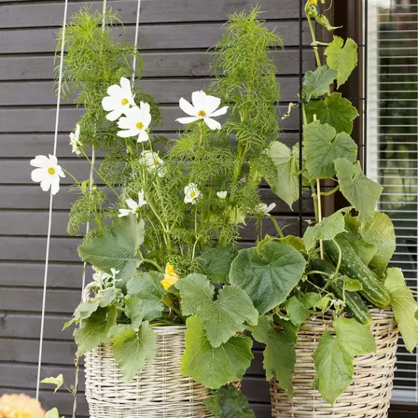 Kekkilä Vihertuki Linja 15 cm - Image 2